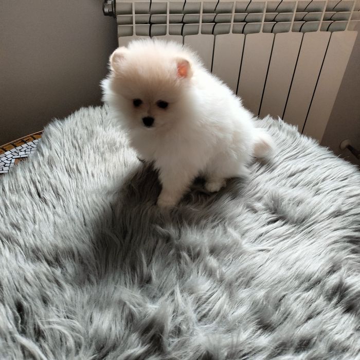 Szpic miniaturowy pomeranian samczyk lekko kremowy