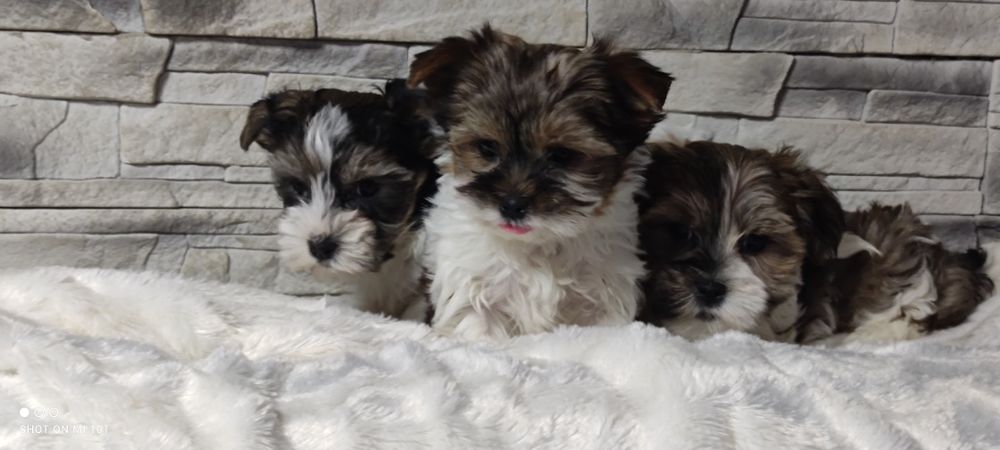 Yorkshire terrier biewer mini z metryką