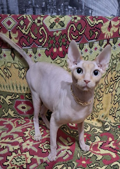 Молодой Канадский сфинкс ищет подругу!)