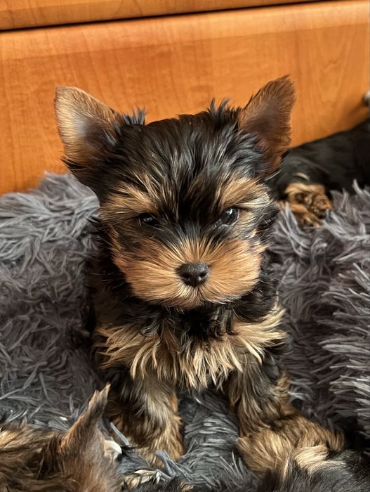york, Yorkshire terrier standard, śliczna sunia