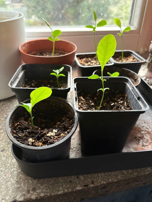 Sadzonki etrogu Citrus medica w doniczkach (jednoroczne)