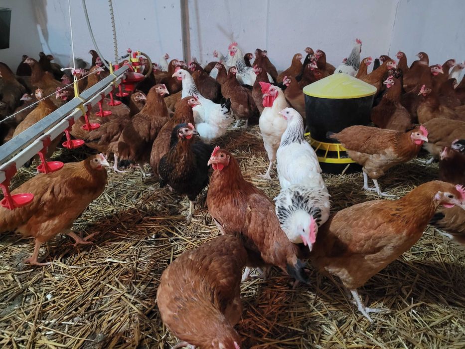 Kurczęta, Kury nioski, kurczęta od 12 do 20 tyg