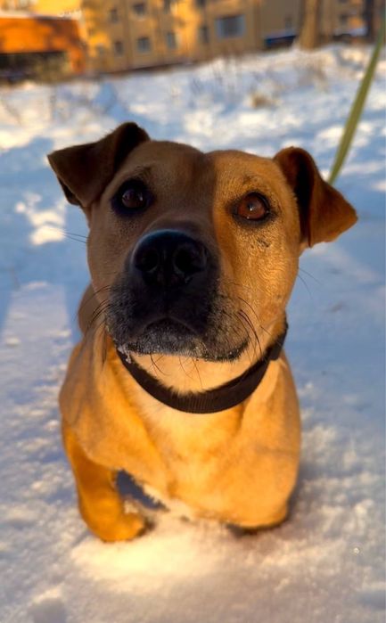 Бекоштовно кобель