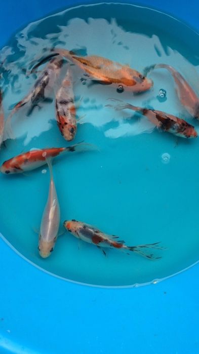 Каметы чебушики пятицветные