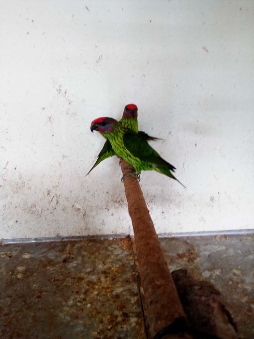 Aves - Casal - Loris - Goldiei Papagaios