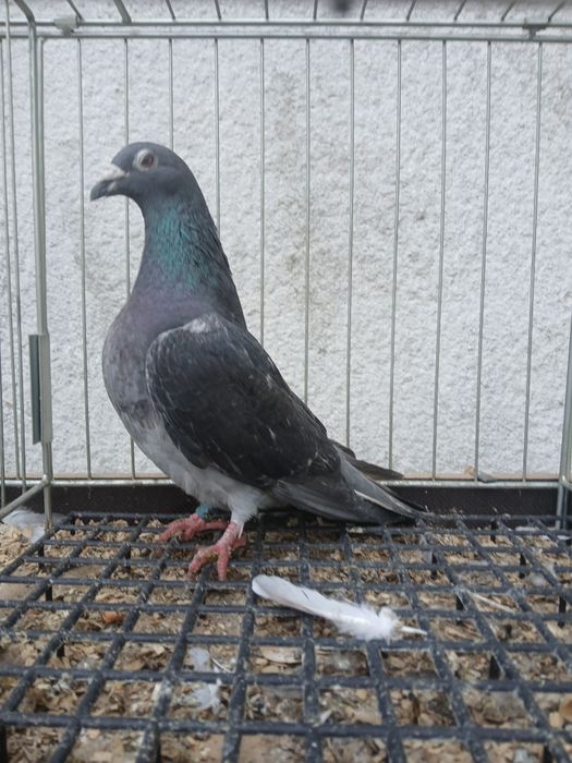 Gołębie pocztowe arden