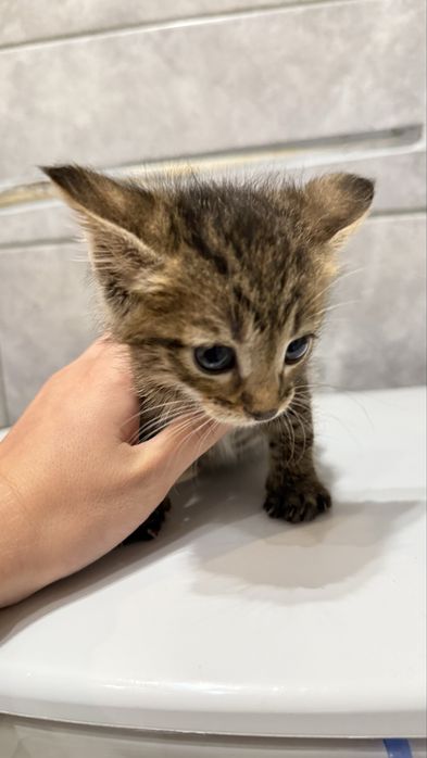 Кошенята два хлопчики і дівчинка