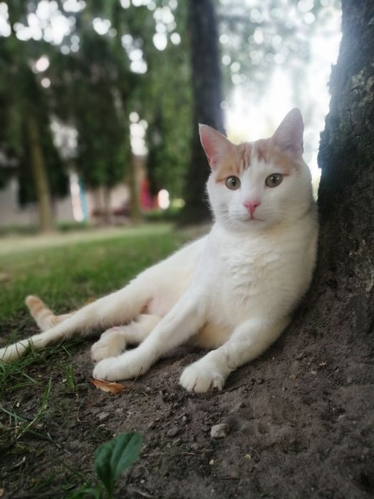 Zaginął kot biało rudy