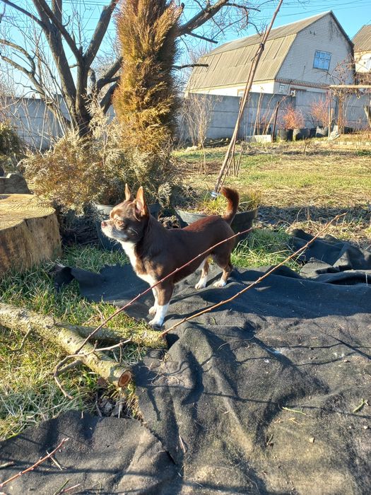 Кобель чихуахуа для вязки