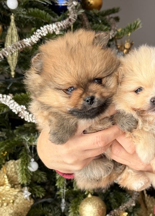 Piesek pomeranian orange typ misia