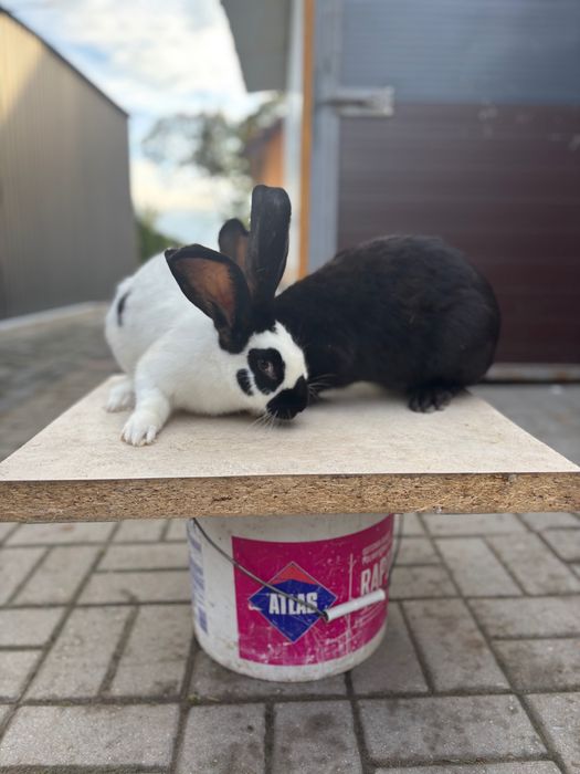 Sprzedam króliki srokacze