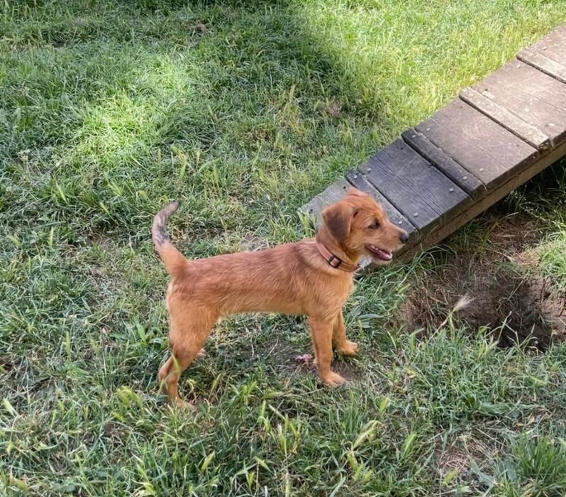 Cão de 4 meses para adoção responsável