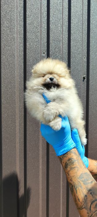 Пропоную мініки шпіцульки