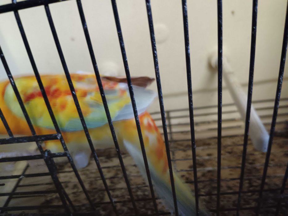 Vendo red ramp macho 2024