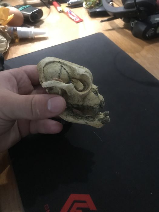 Крокодил череп аква