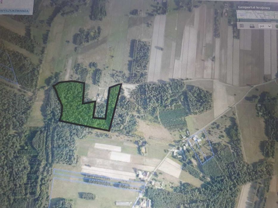 Sprzedam działkę rolną 2,91 ha w Budach gm.Bogoria, pow.staszowski - Widok 5