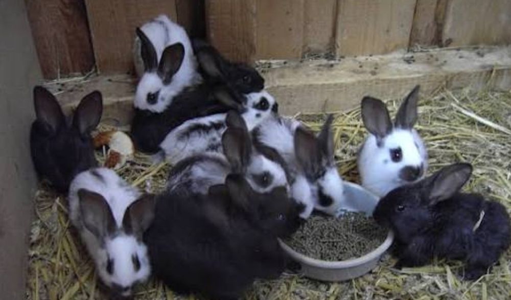 Продам кролицю вагітну , кроликів