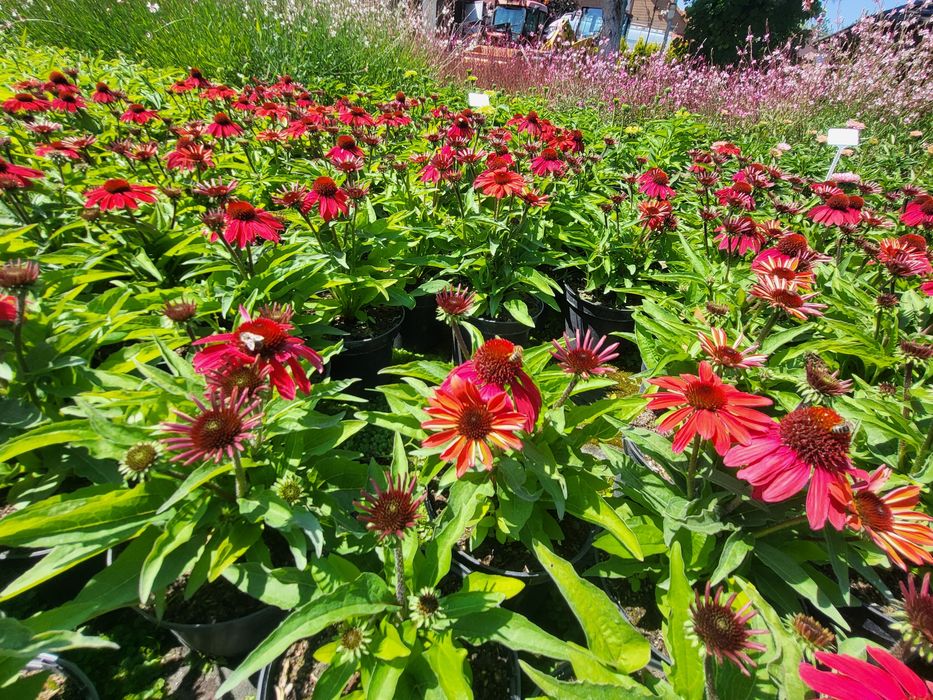 JEŻÓWKA  (Echinacea Moench) , Jeżówki