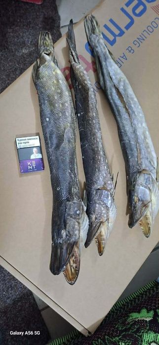 Рыба вялена,сушена  асортимент!!