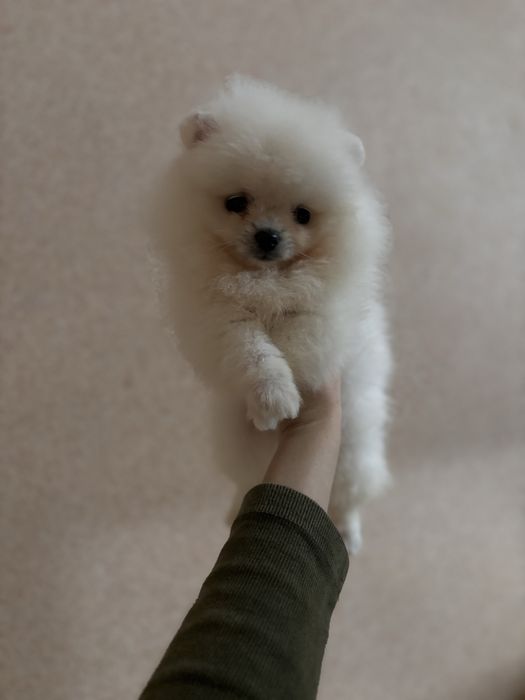 шикарний Ведмедик шоу класу