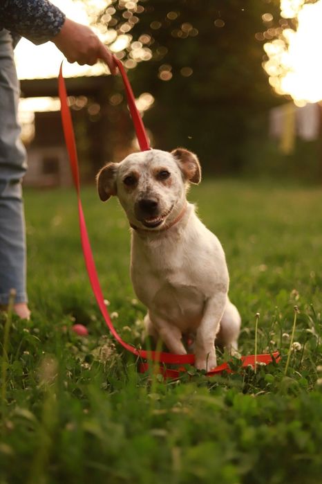 Bystry, mądry samiec w typie jakc russel terier poleca się do adopcji