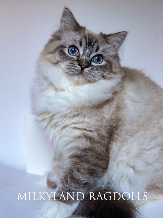 Śliczny seal  mitted lynx kocurek z hodowli Milkyland