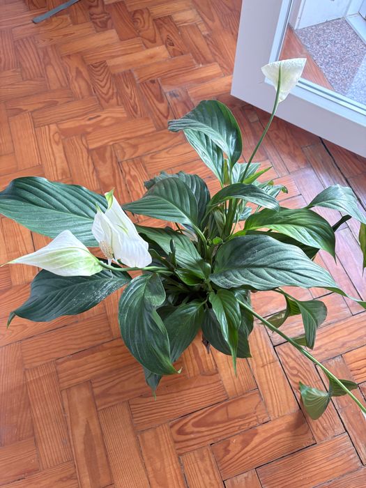 Planta com vaso em bom estado