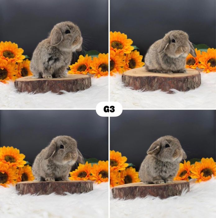 Króliczek Mini Loop