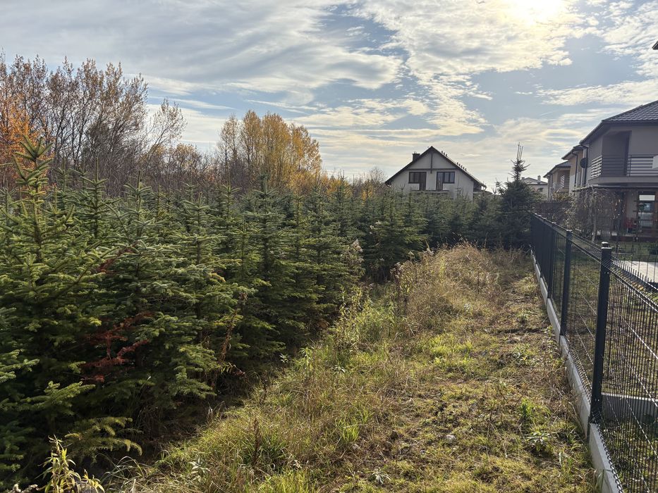 Likwidacja plantacji choinek ,świerk srebrny , choinka na święta