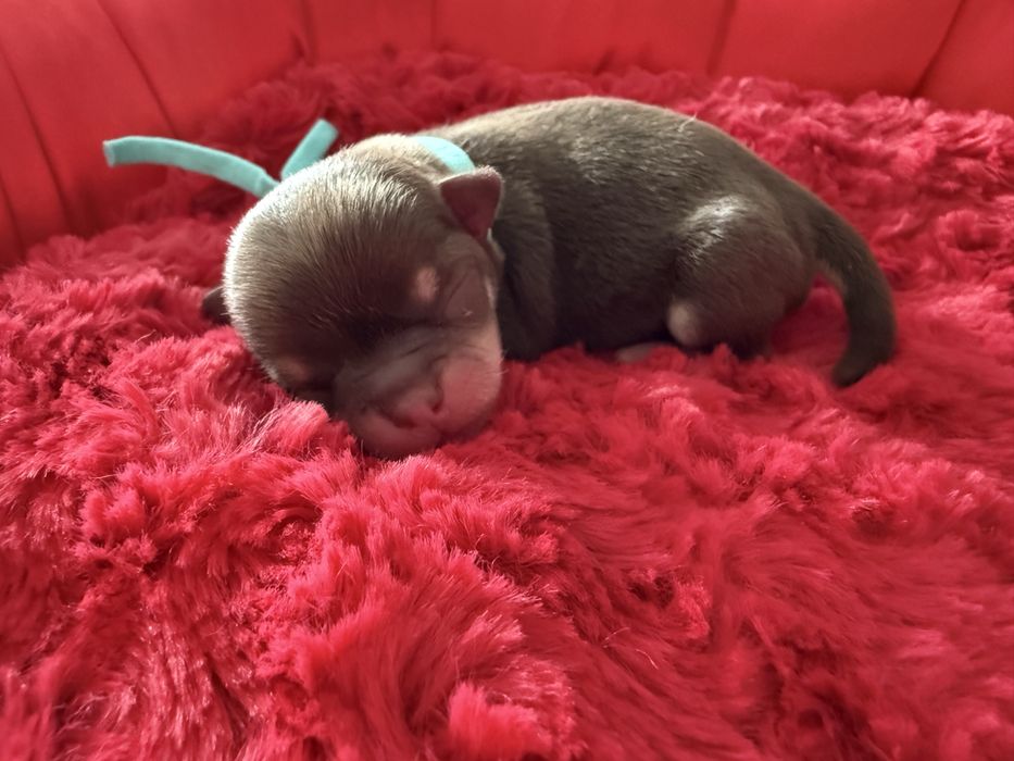 Chihuahua krotkowlosa
