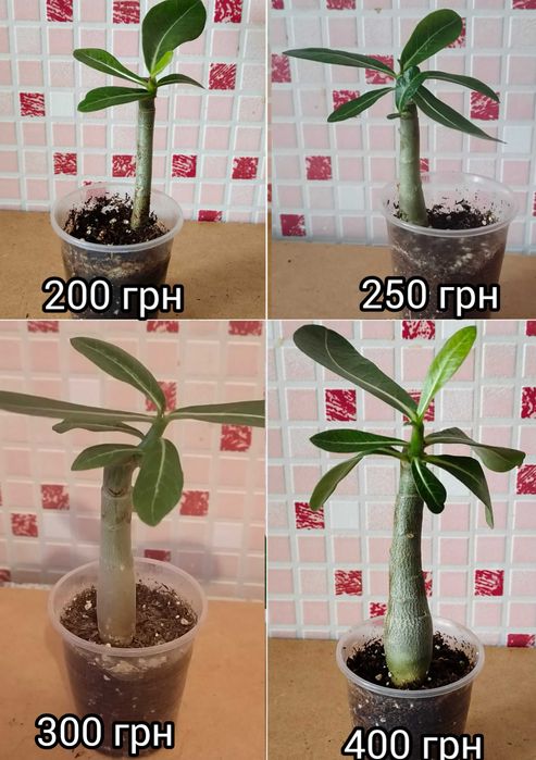 Адениум махровый привитый