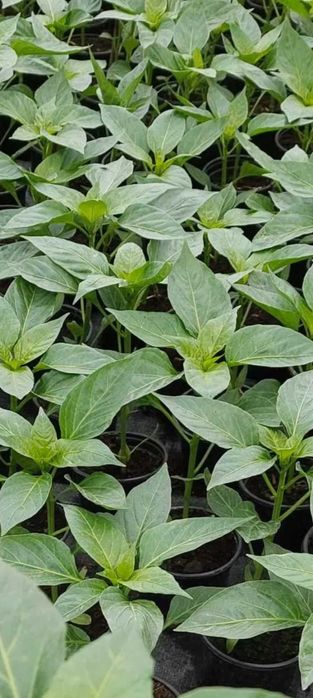 Rozsada warzyw, sadzonki,  pomidory, papryka.