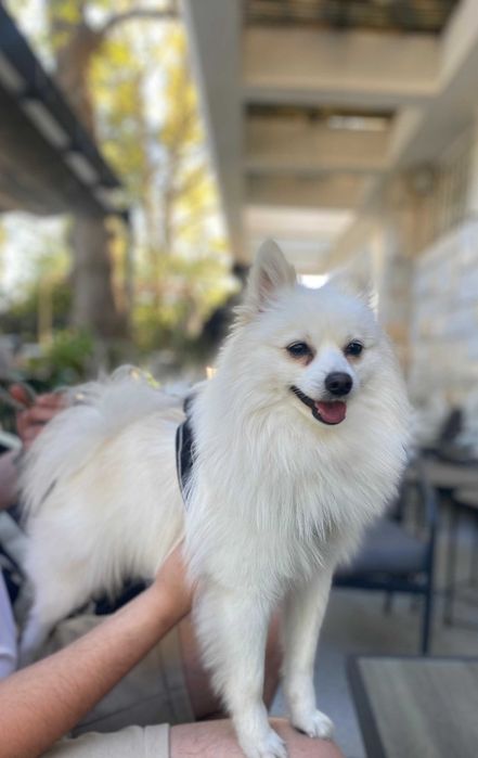 Loki - Spitz Alemão Pequeno (macho) para acasalar