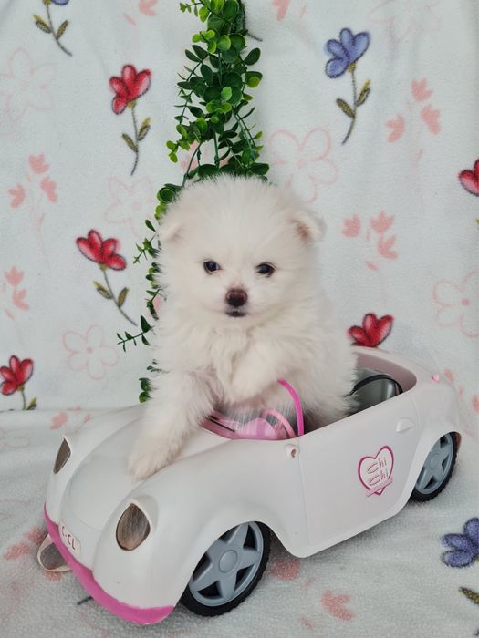 Estupendo mini mini 600g Lulu da Pomerânia / Spitz Alemão Anão de Qualidade