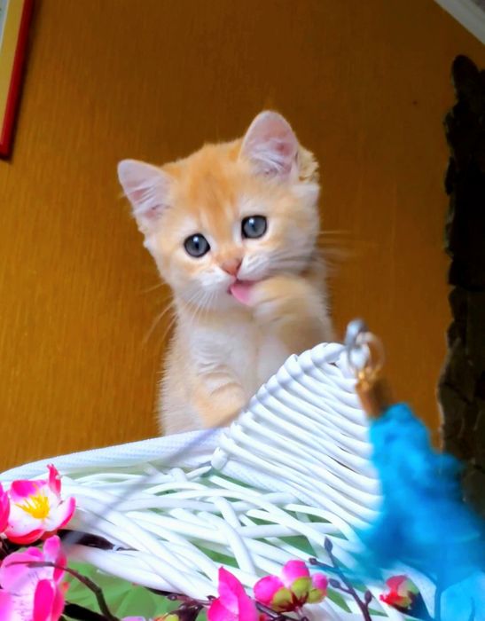 Невероятной красоты малыши. Нежные котята золотая шиншилла.