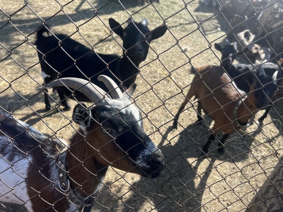 Камерунські кози