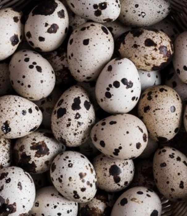 Ovos de codorniz