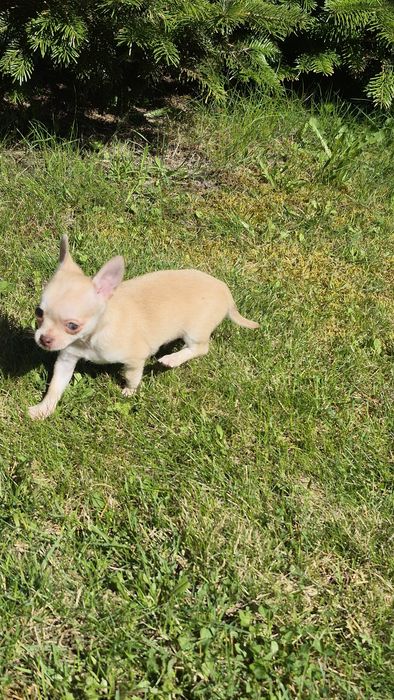 Piesek  chihuahua gotowy do odbioru
