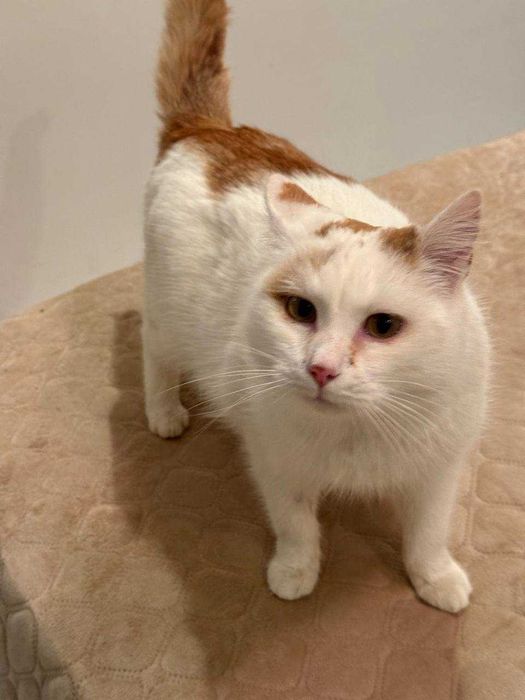 ніжний кіт,дуже лагідний котусик ,молодий котик