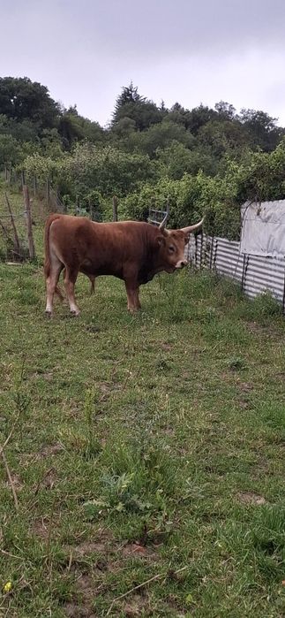 Vendo  bois cachenos  vaca bois e vitelas