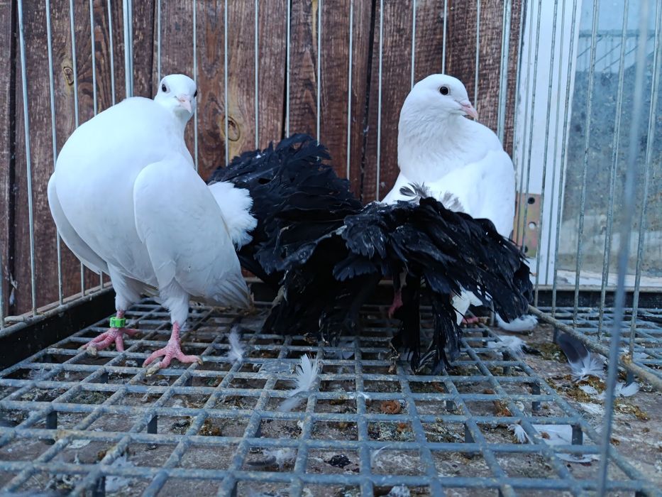 Pawiki gołębie  pary