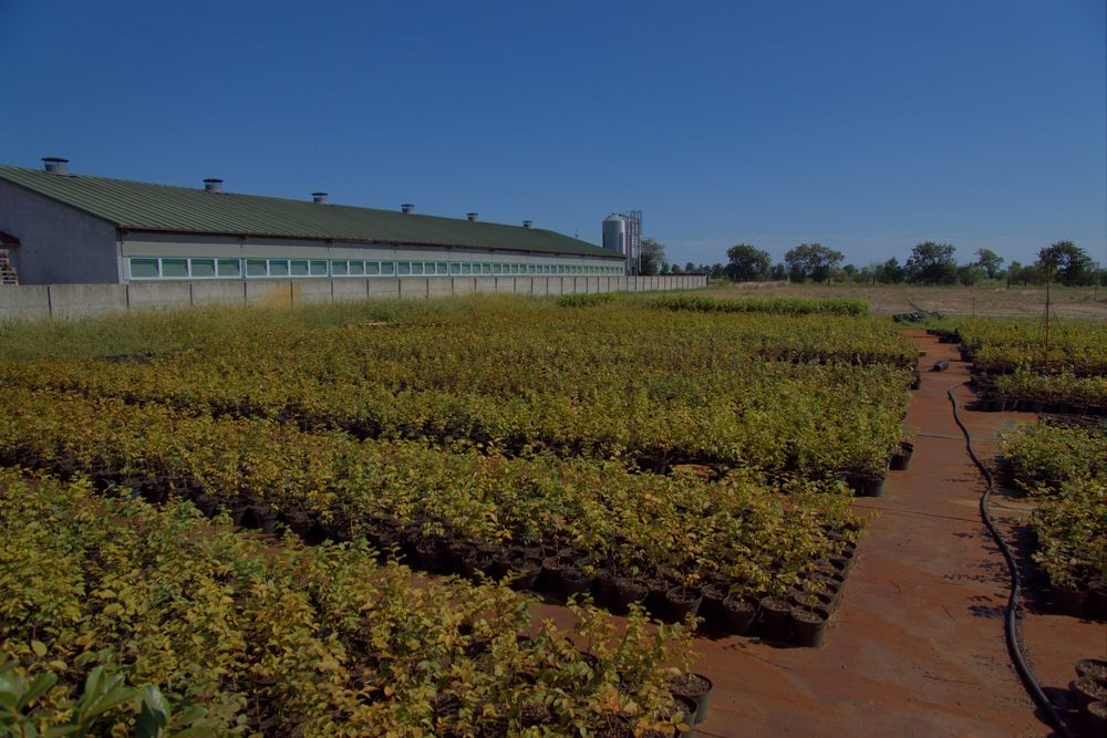 Graby na żywopłoty