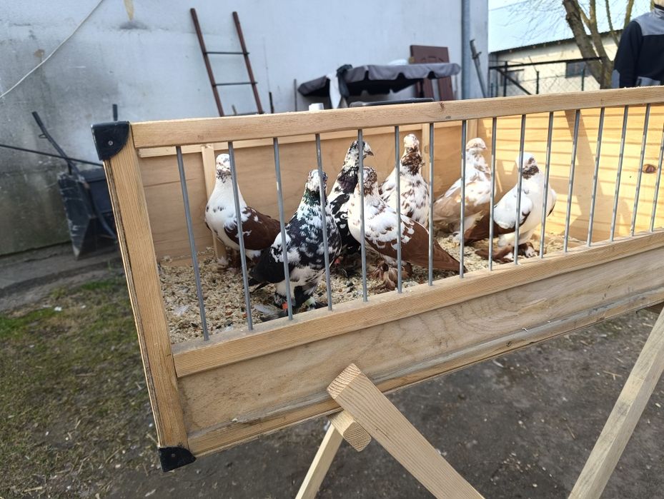 Sprzedam widymy w parach