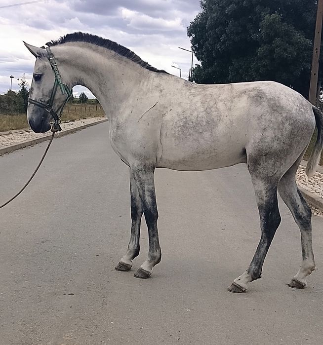 Poldro lusitano puro  .