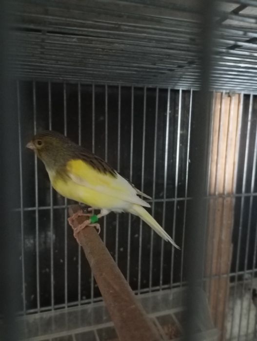 Casais canarios várias raças