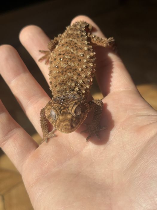 Gekon Nephrurus amyae