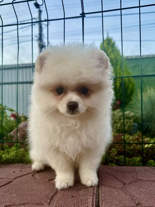 Померанський шпіц