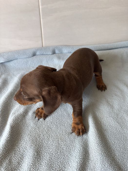 Teckel femea miniatura pelo curto