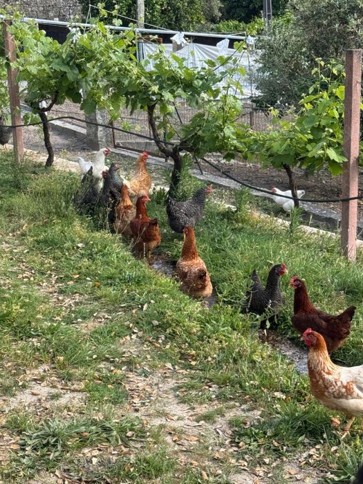 Ovos caseiros.