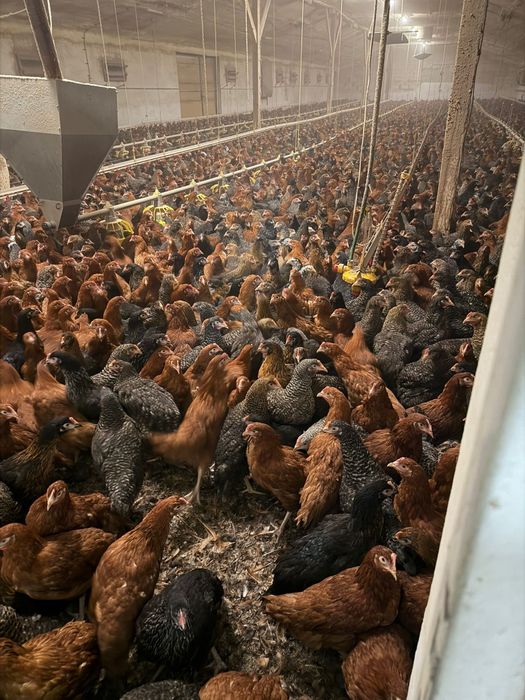 Kury Nioski, Rosa, Blue, Tęczówki, Czubatki, Green Shell. Hurt/detal